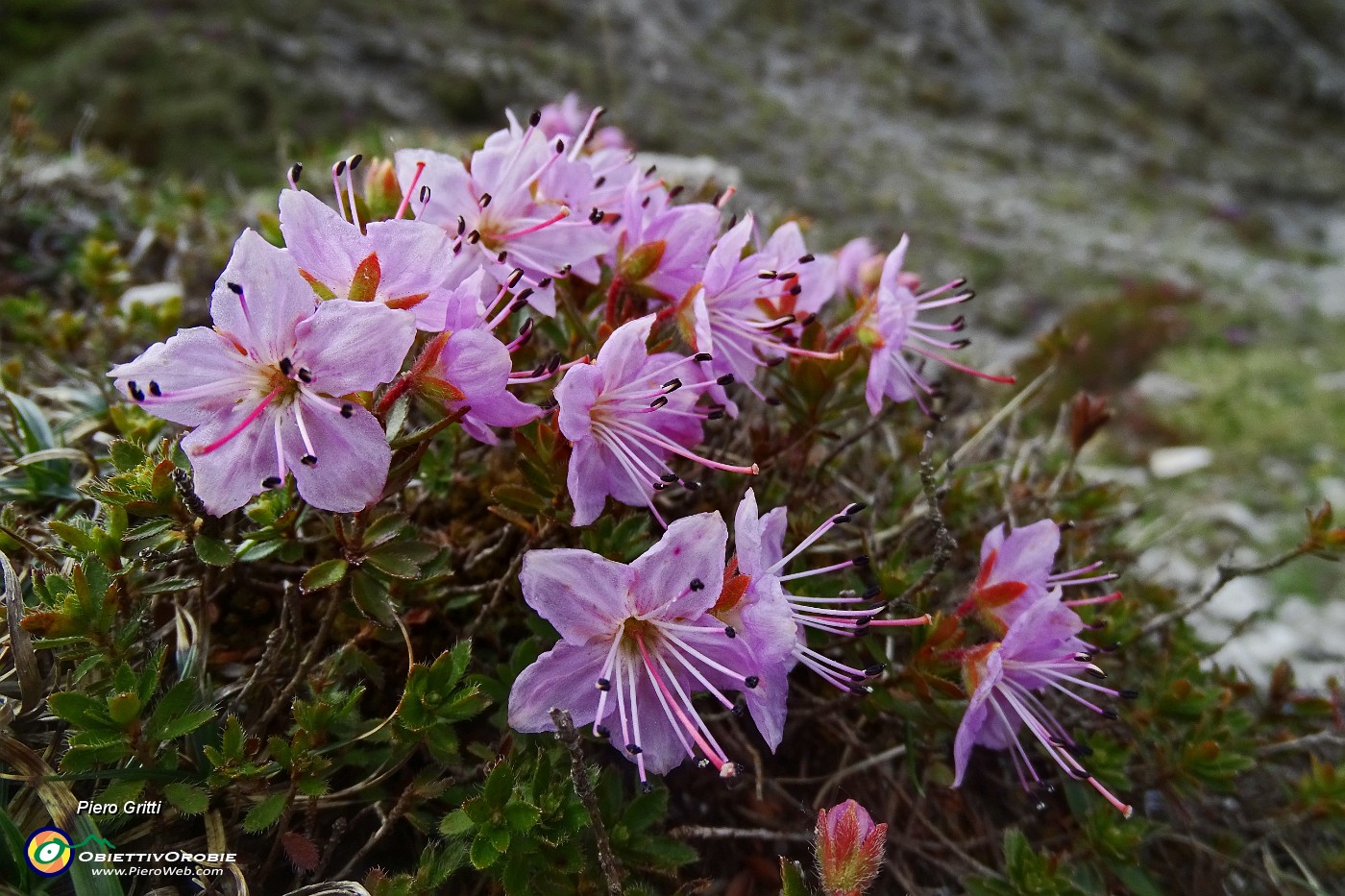 24 Rododendro cistino (Rhodothamnus chamaecistus) con Cornetto.JPG -                                